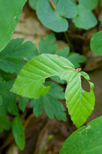 Beech sapling with herbivory